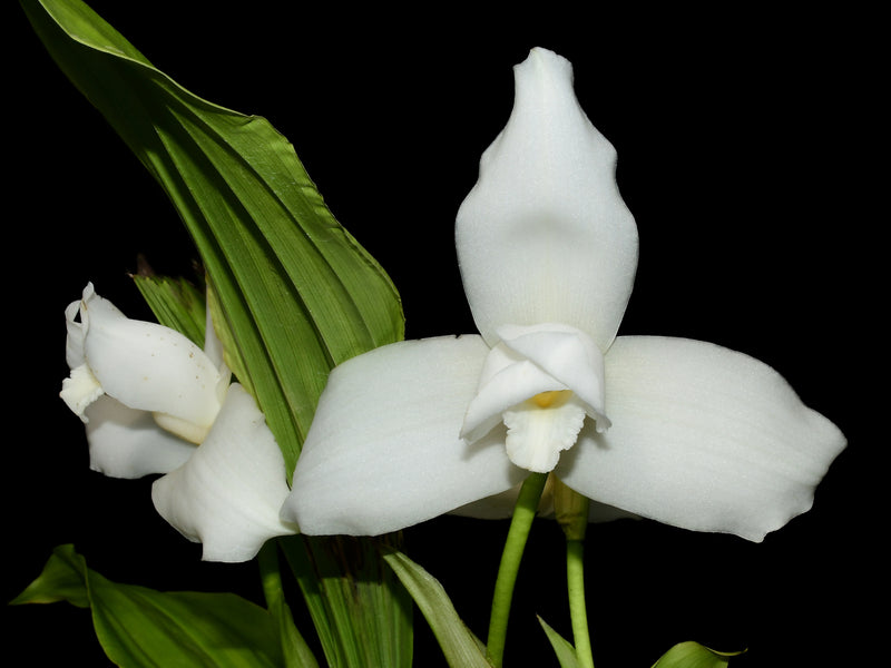 Lycaste virginalis alba x Lyc. virginalis alba