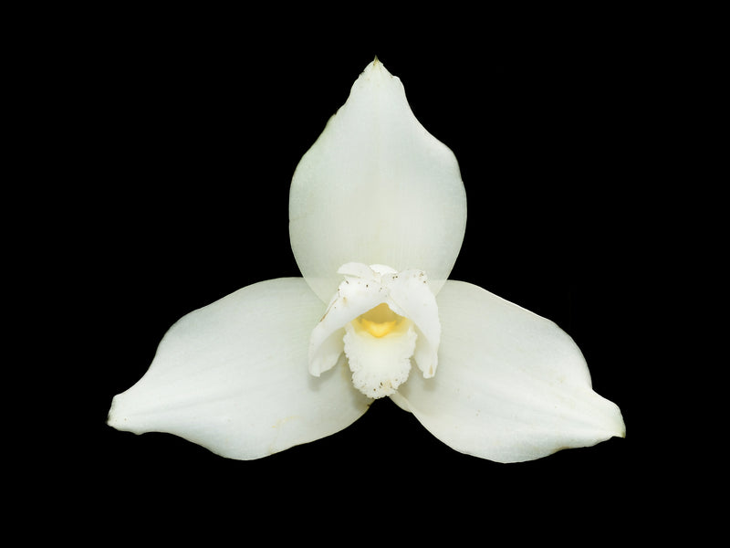 Lycaste virginalis alba x Lyc. virginalis alba