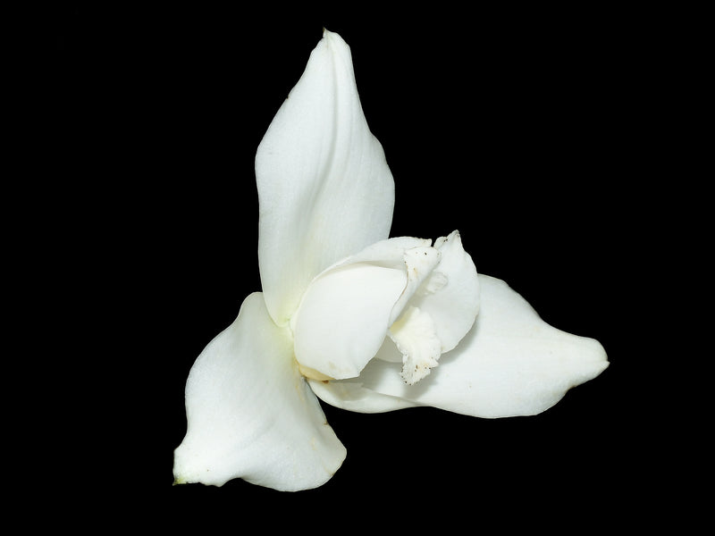 Lycaste virginalis alba x Lyc. virginalis alba