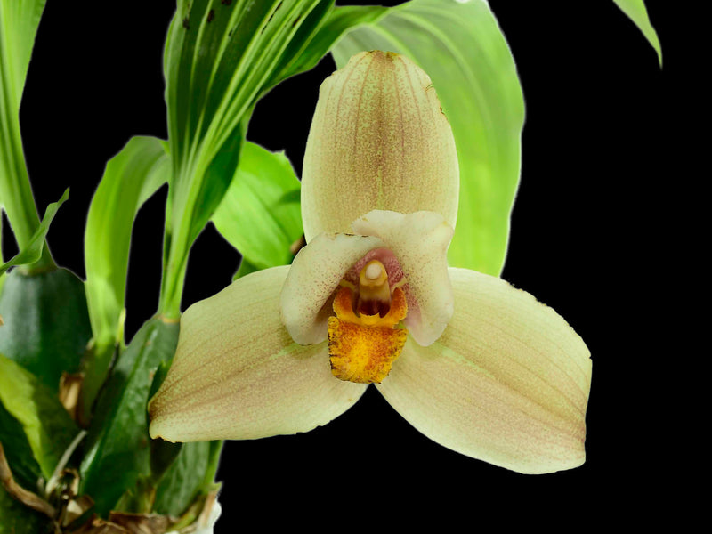 Lycaste Takum