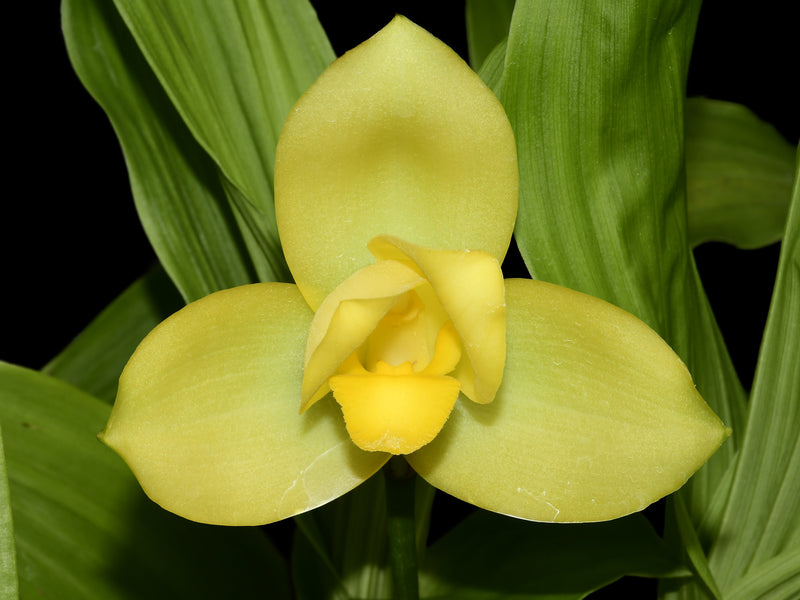 Lycaste Takum