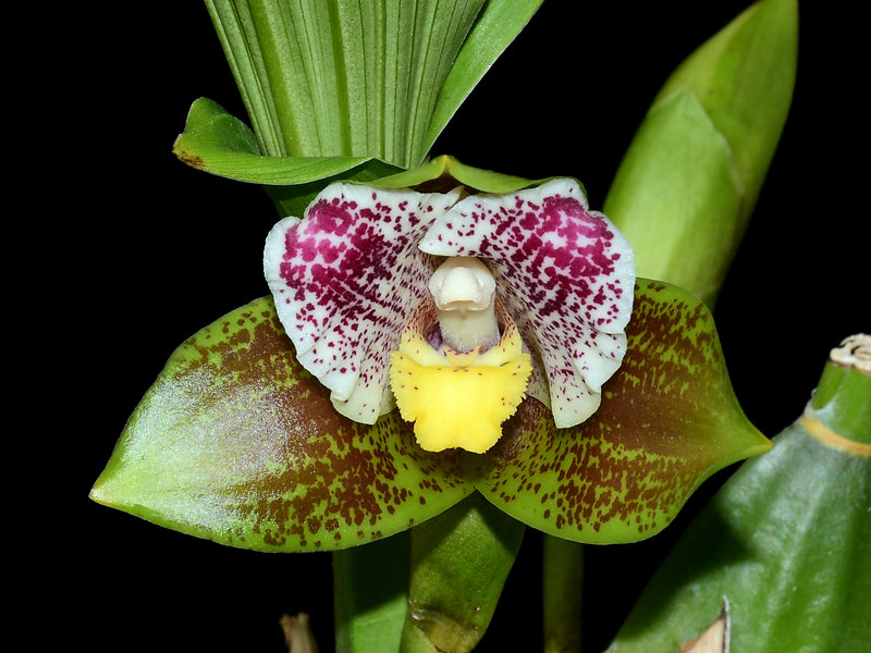 Lycaste xanthocheila