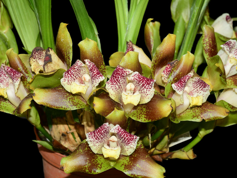 Lycaste xanthocheila