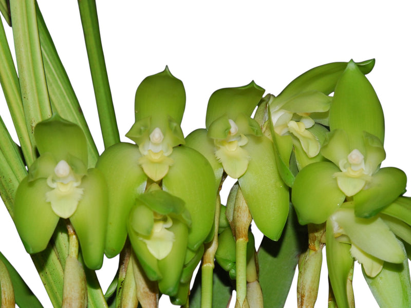 Sudamerlycaste ciliata