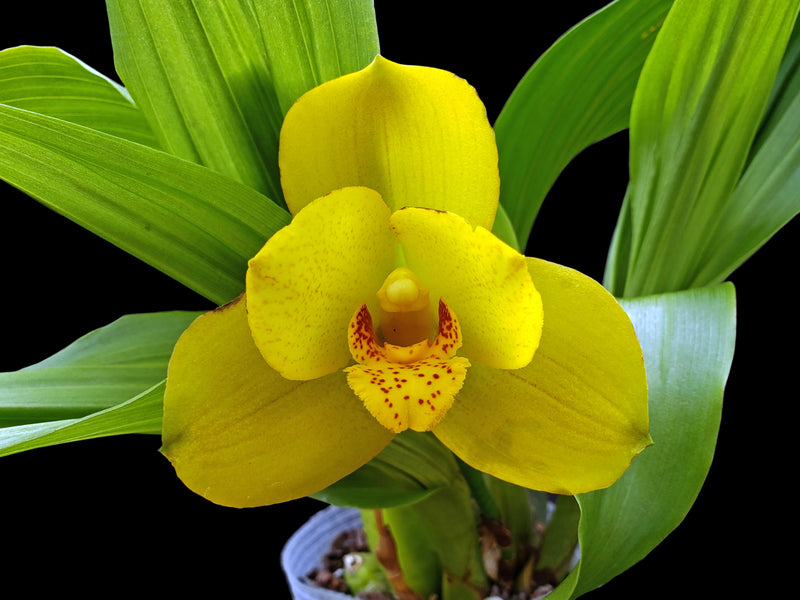 Lycida Ingrid de Portilla