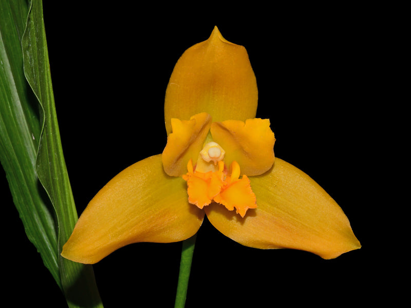 Lycida Ingrid de Portilla