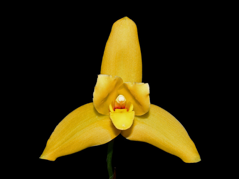 Lycida Ingrid de Portilla