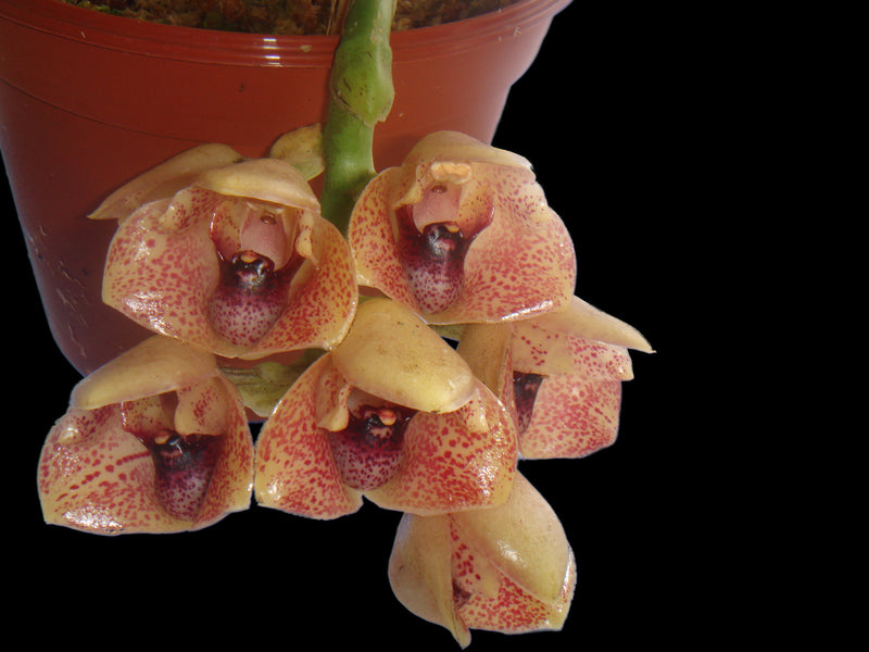 Lycomormium squalidum