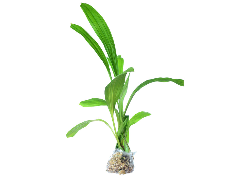 Lycomormium squalidum