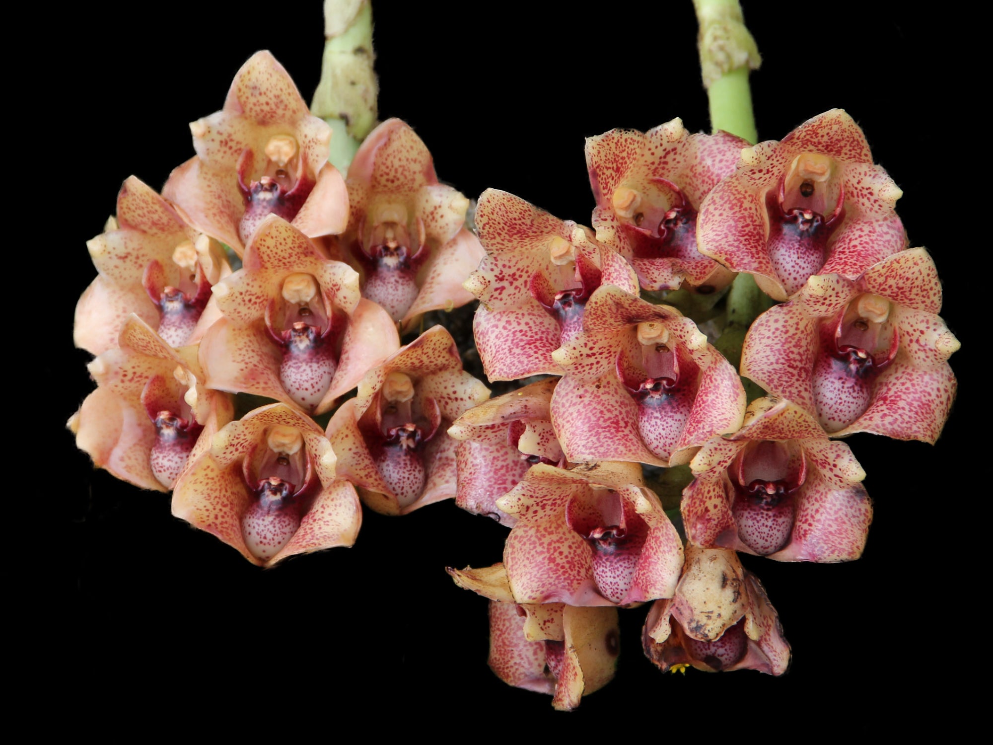 Lycomormium squalidum
