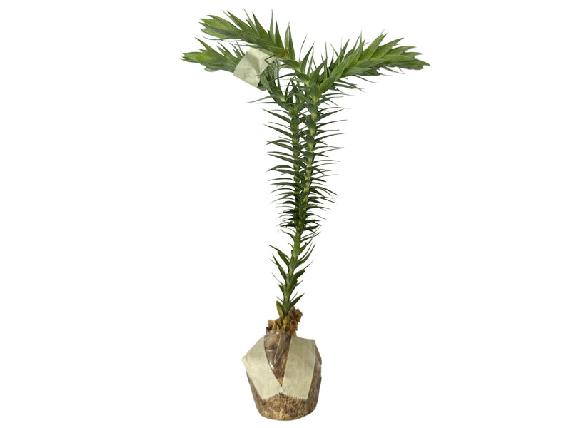 Lycopodium goebelii