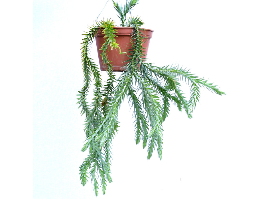 Lycopodium goebelii