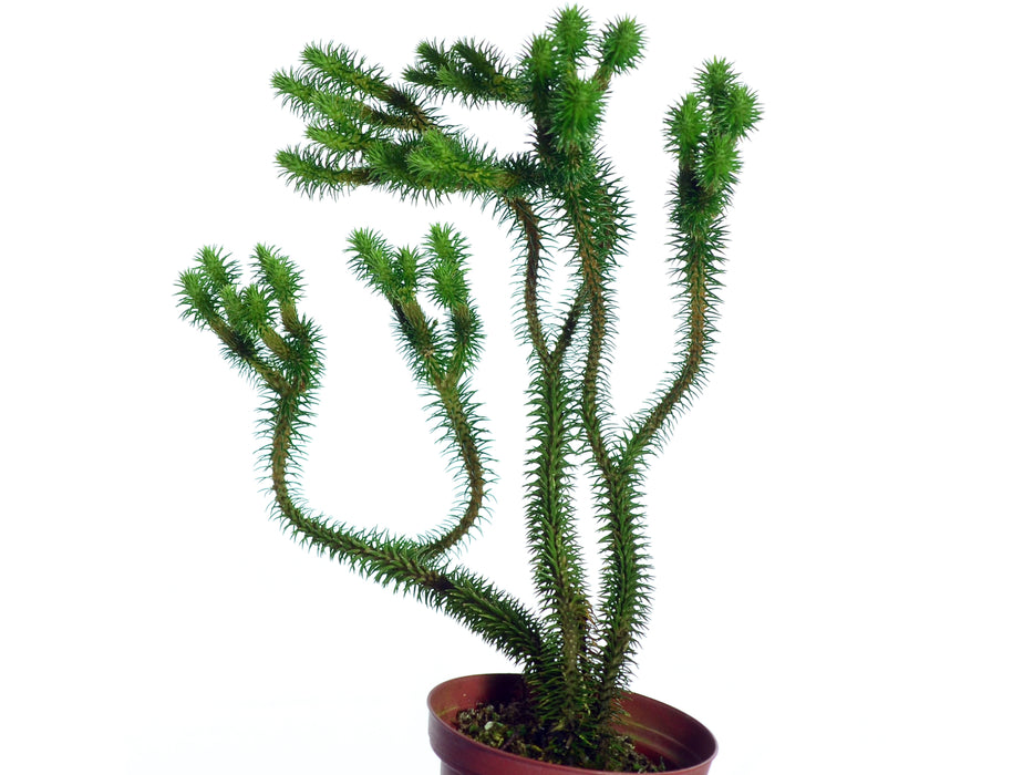 Lycopodium lucidulum