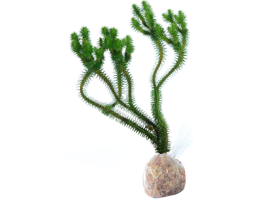 Lycopodium lucidulum