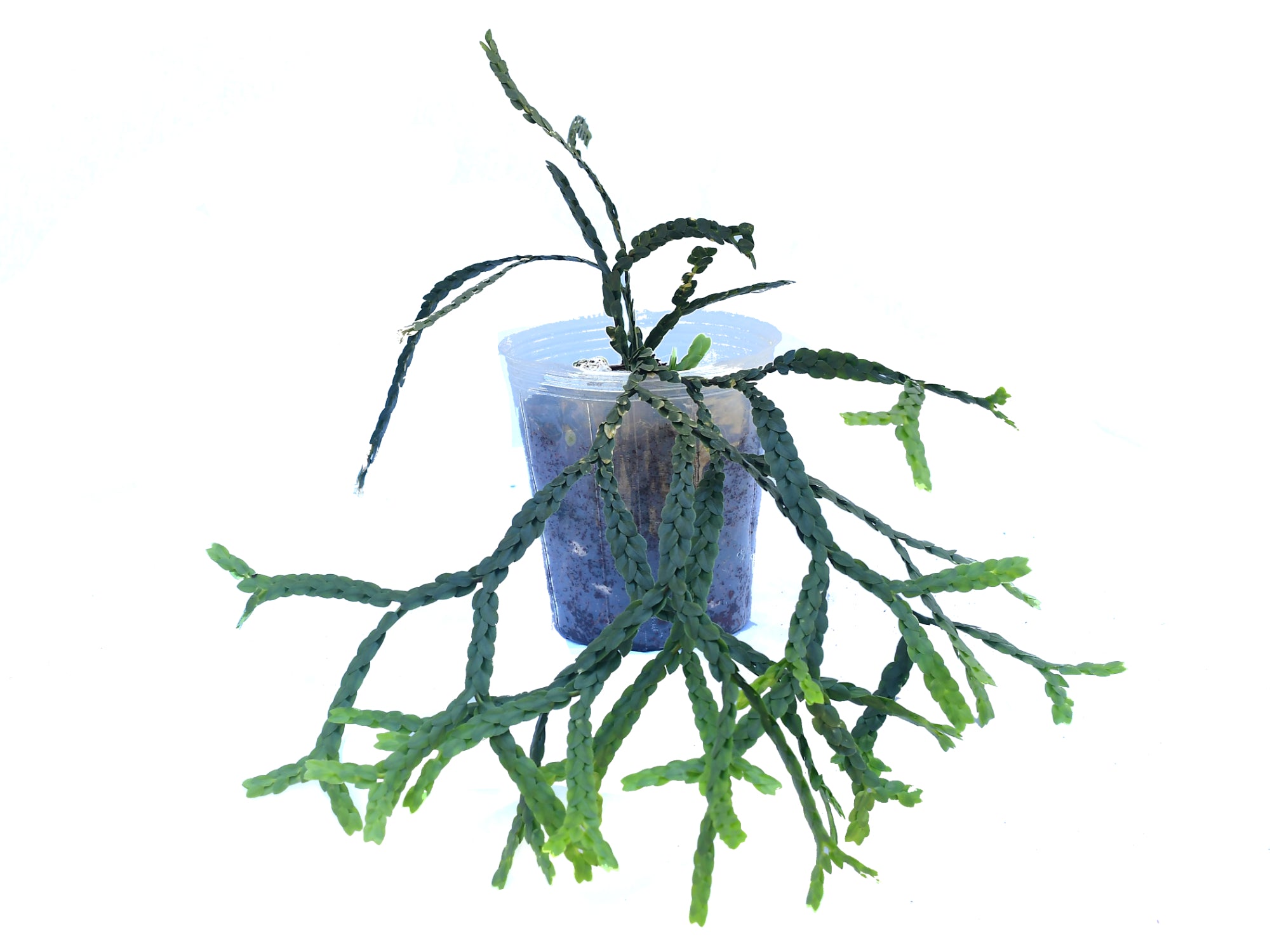 Lycopodium nummulariifolium