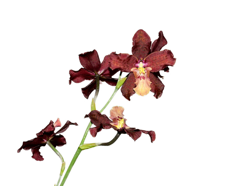 Miltochilum Royal Hawaiian