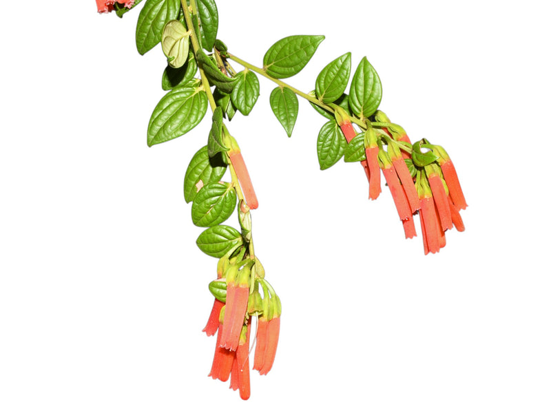Macleania bullata