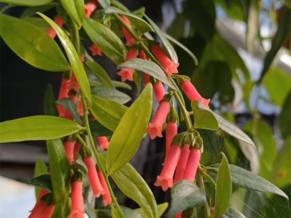 Macleania bullata