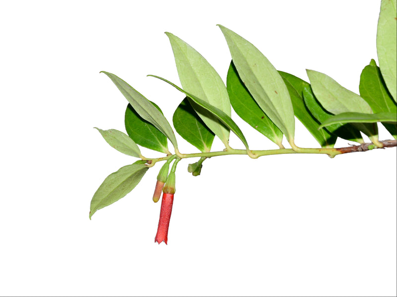 Macleania floribunda