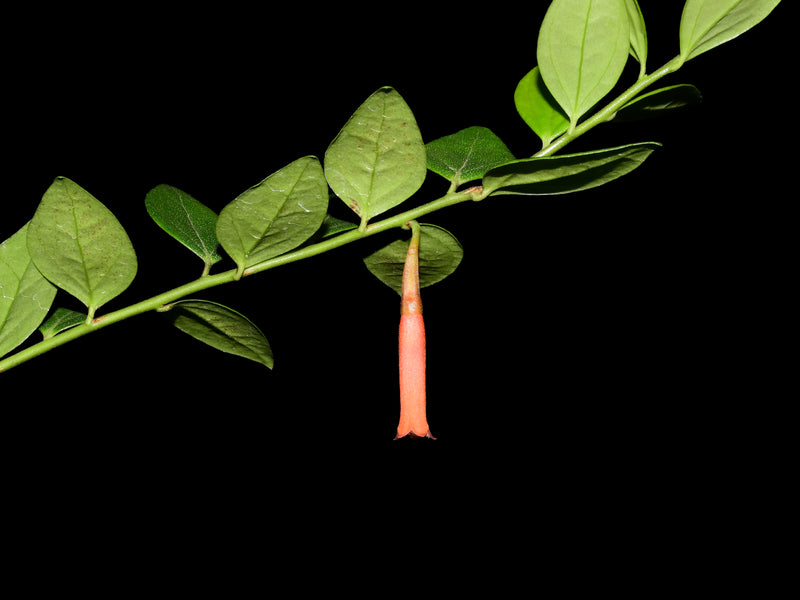 Macleania floribunda cf