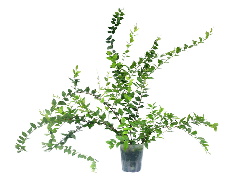 Macleania floribunda cf