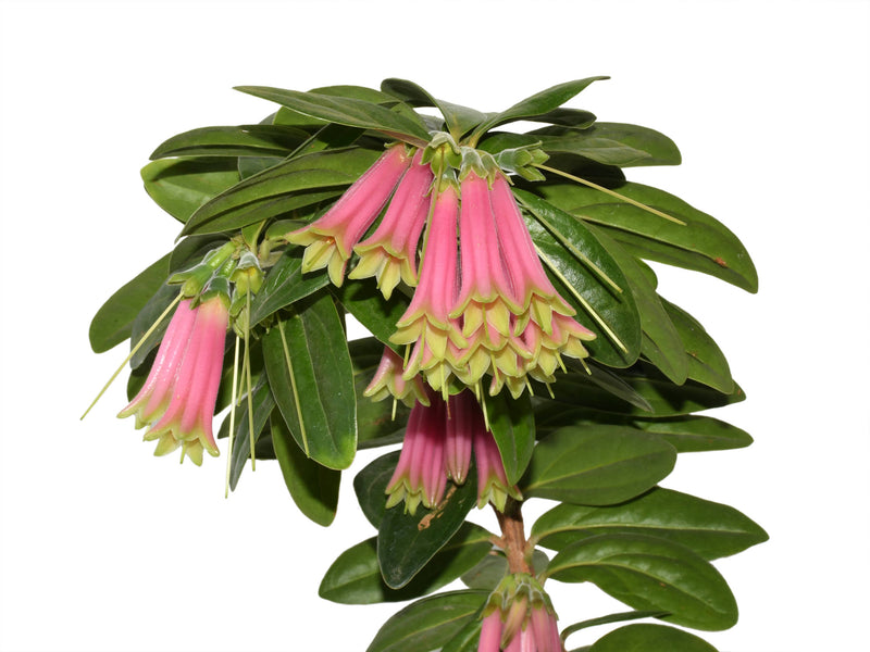 Macleania gigiportillae