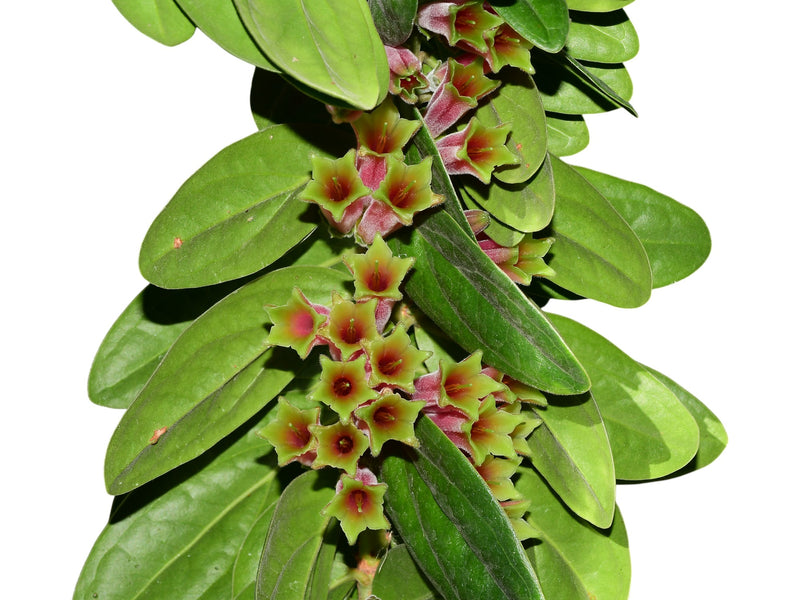 Macleania gigiportillae