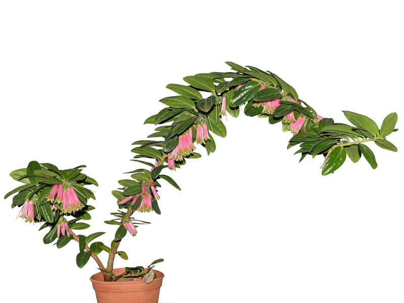 Macleania gigiportillae