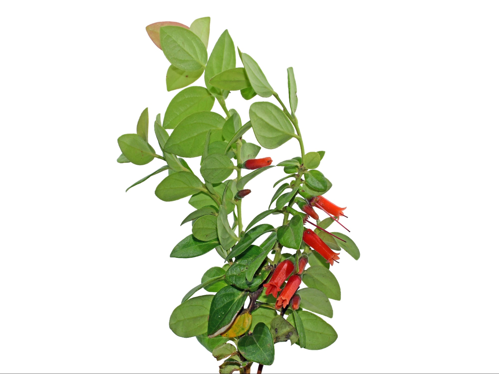 Macleania mollis