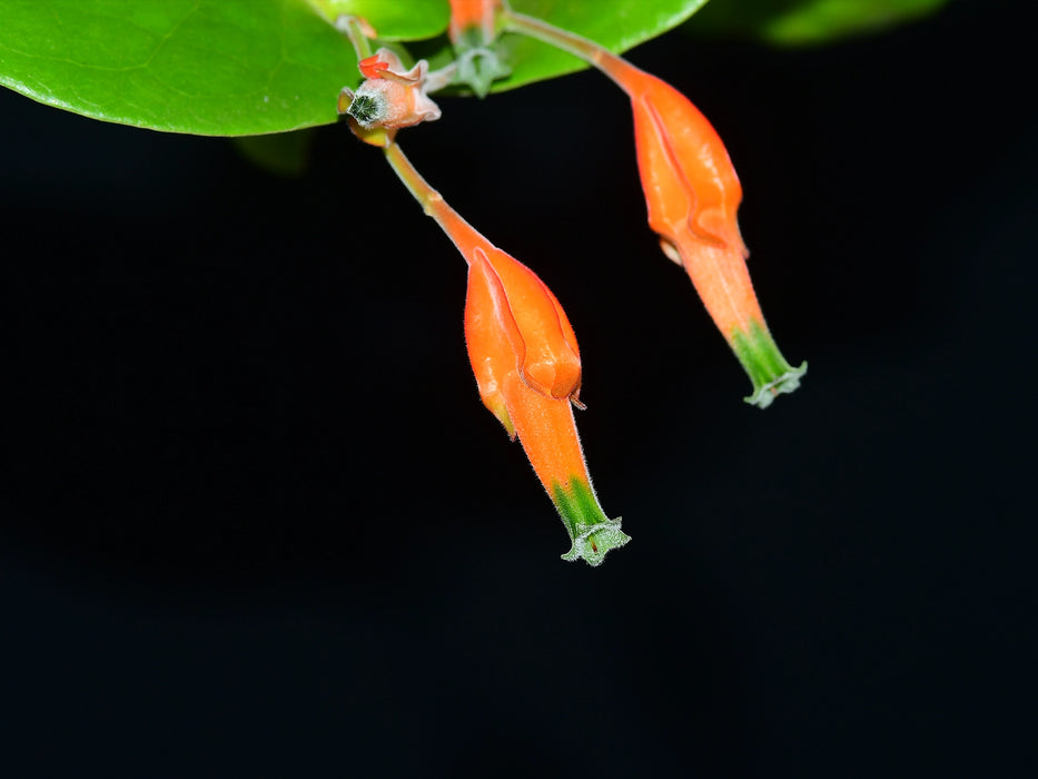 Macleania pentaptera