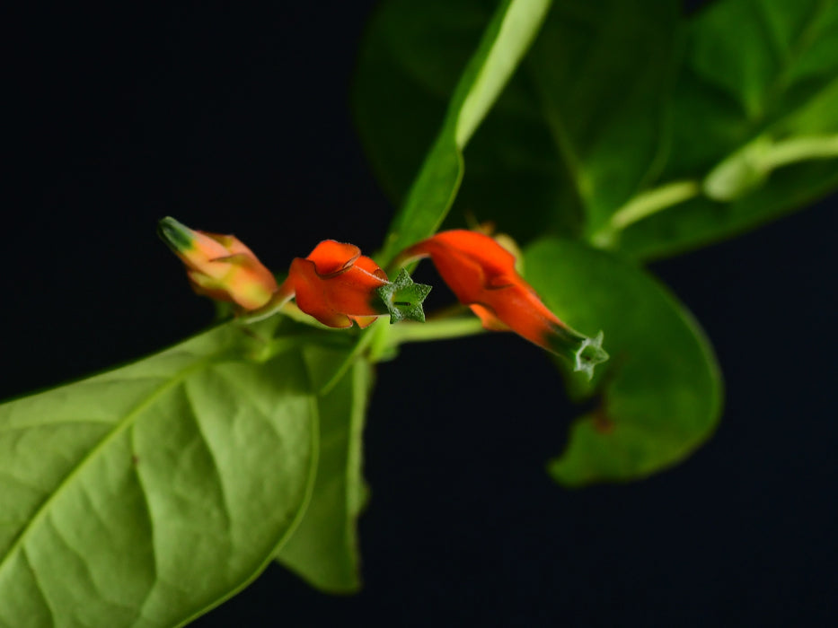 Macleania pentaptera