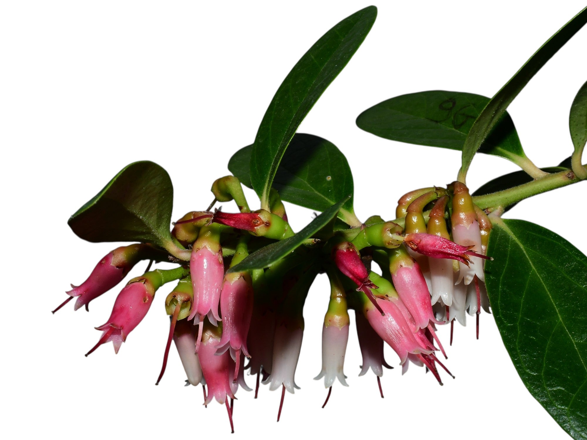 Macleania rupestris
