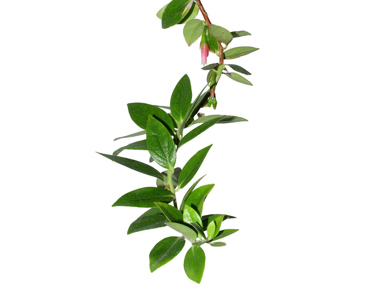 Macleania salapa