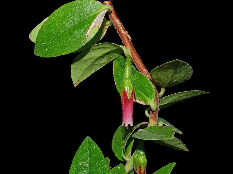 Macleania salapa