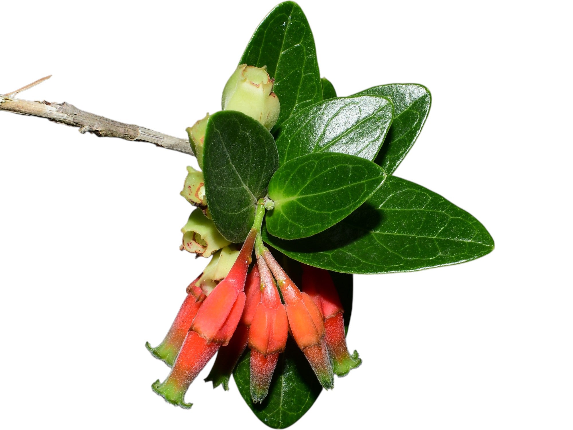Macleania smithiana