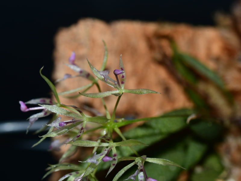 Macroclinium aurorae