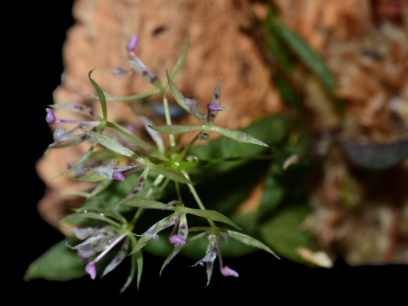 Macroclinium aurorae