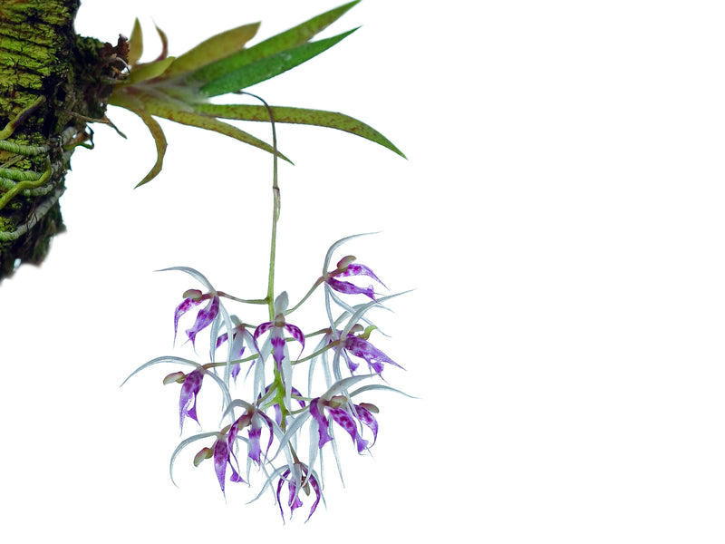 Macroclinium bicolor