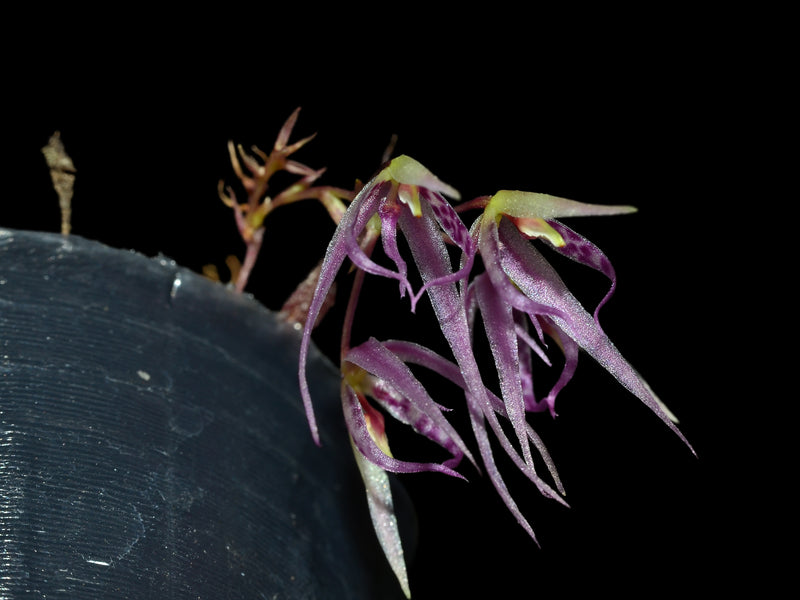 Macroclinium bicolor