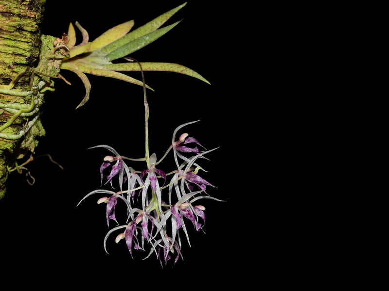 Macroclinium bicolor