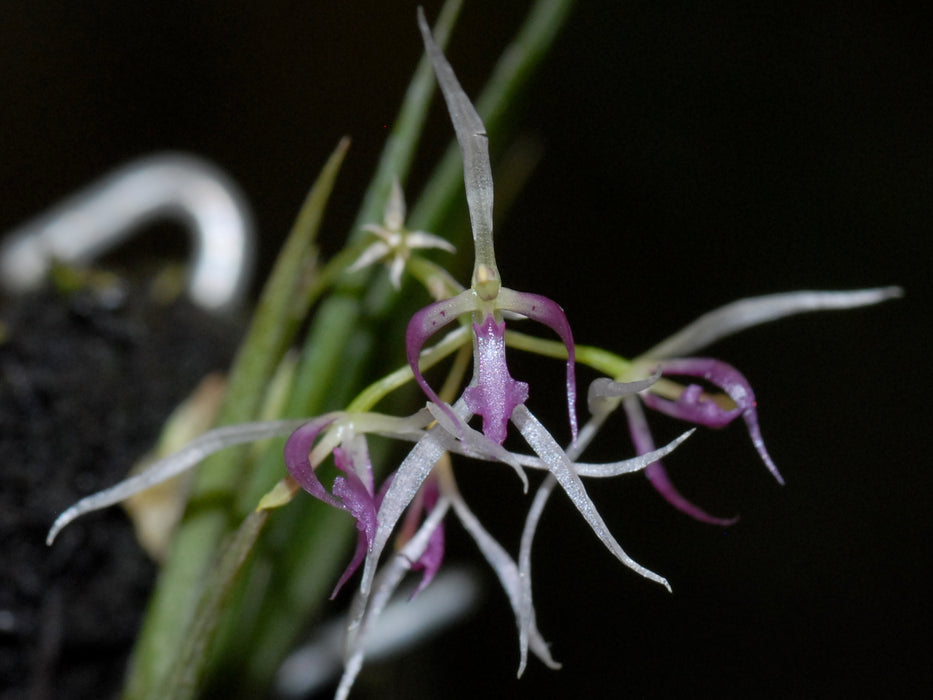 Macroclinium borjaense