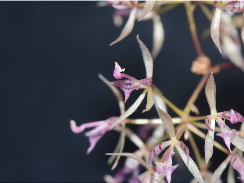 Macroclinium christensonii