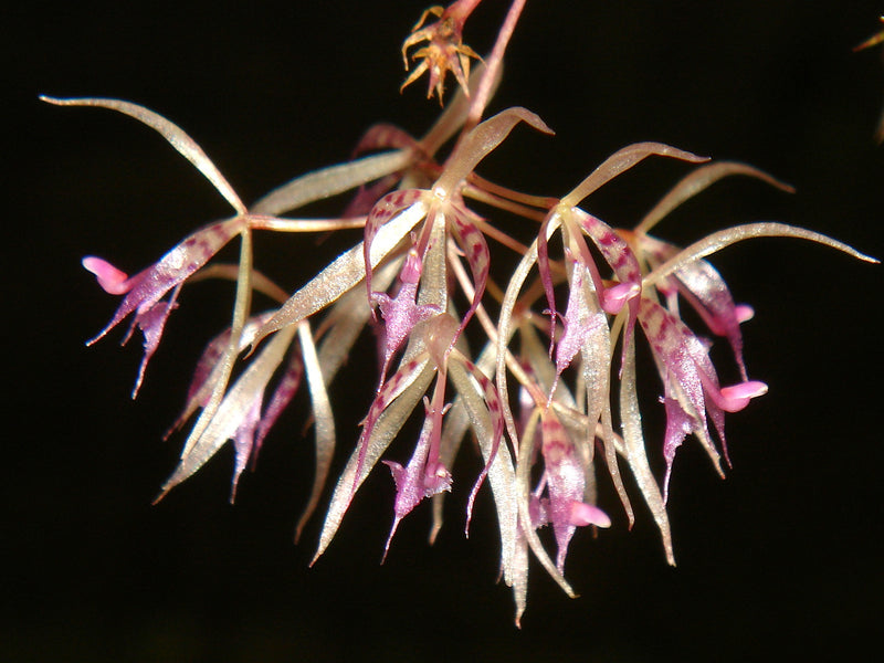 Macroclinium dalstroemii