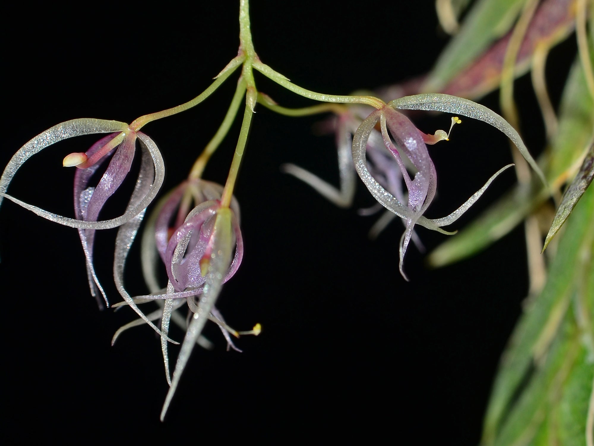 Macroclinium dalstroemii