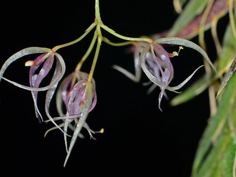 Macroclinium dalstroemii