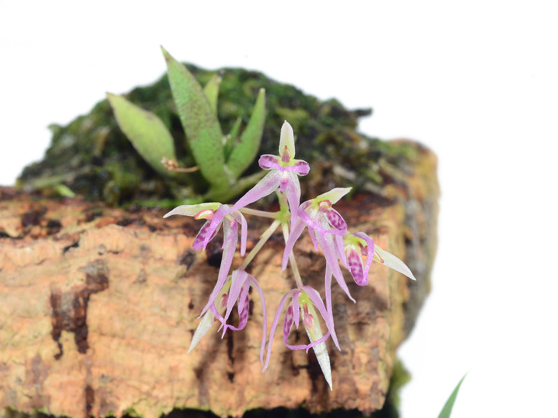 Macroclinium escobarianum