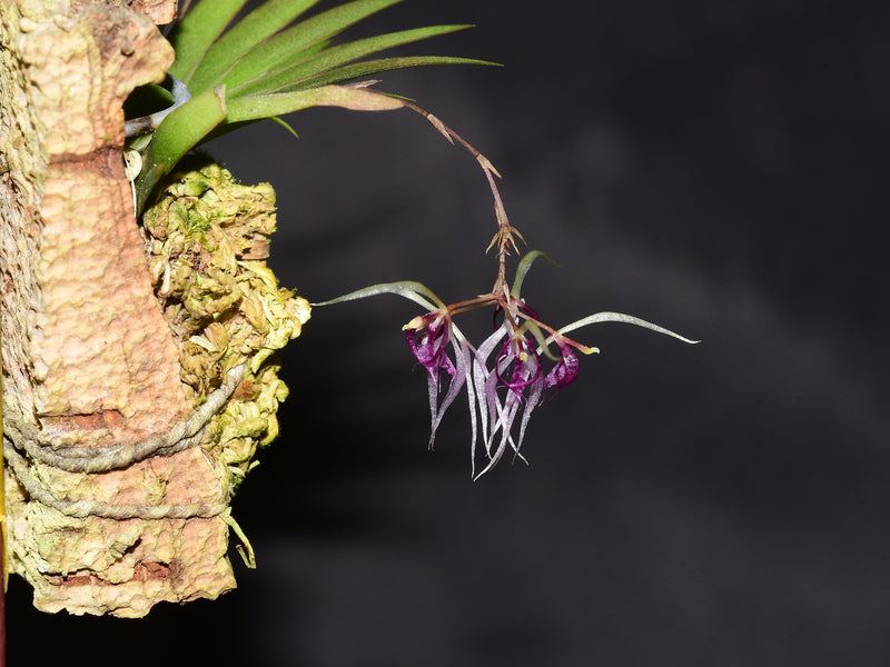 Macroclinium junctum