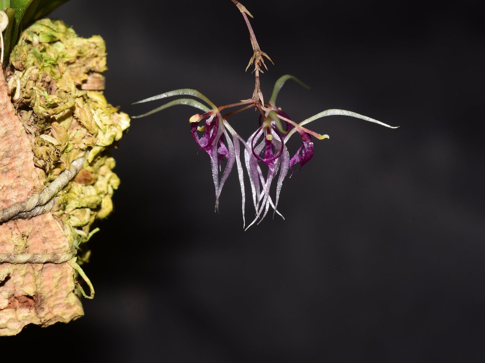 Macroclinium junctum