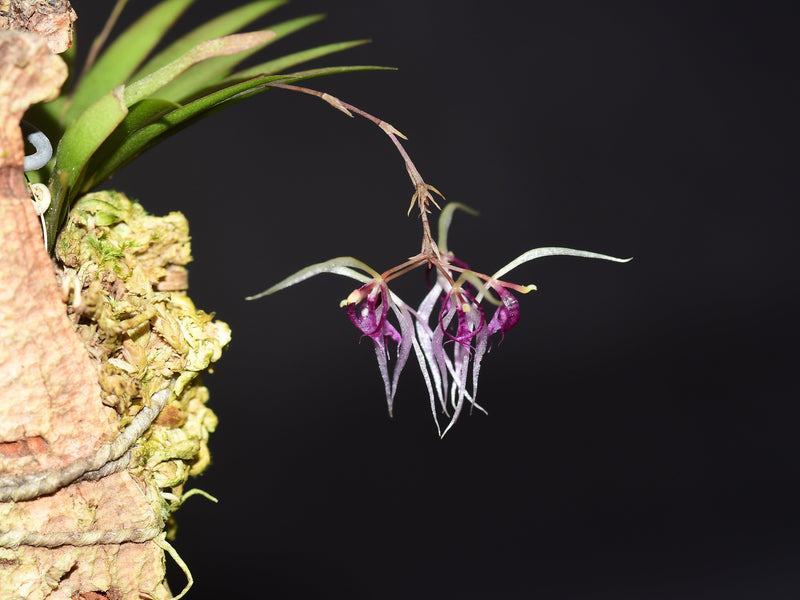 Macroclinium junctum