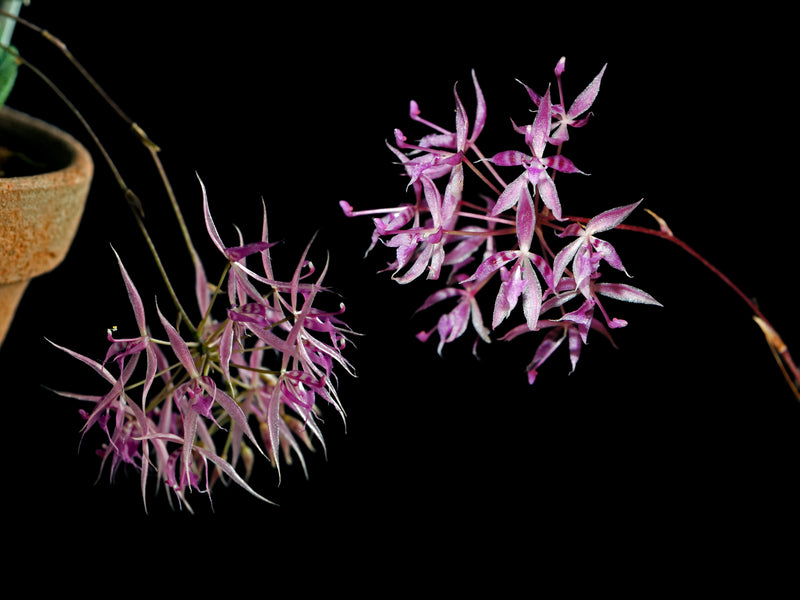 Macroclinium manabinum